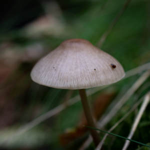 Vierkante foto Ceremoniële coaching